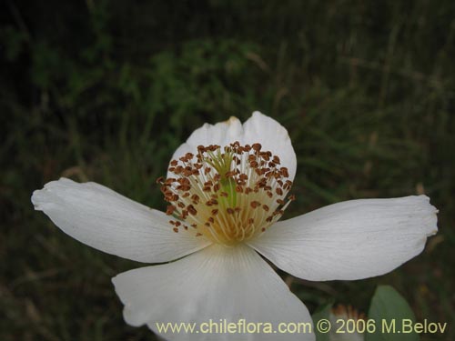 Фотография Eucryphia cordifolia (Ulmo). Щелкните, чтобы увеличить вырез.